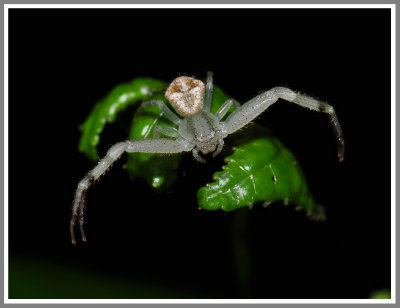 Flower Crab Spider (Misumenops celer)