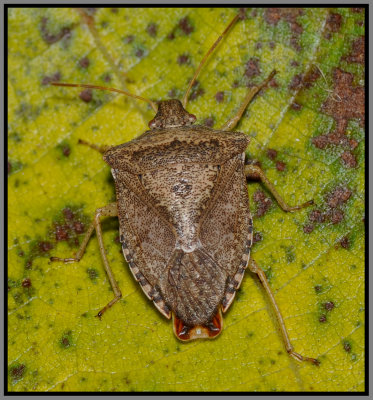 Brown Stink Bug (Euschistus servus)
