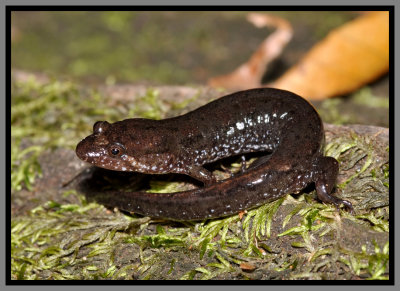 Apalachicola Dusky Salamander (Desmognathus apalachicolae)