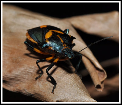 Florida Predatory Stink Bug (Euthyrhynchus floridanus)