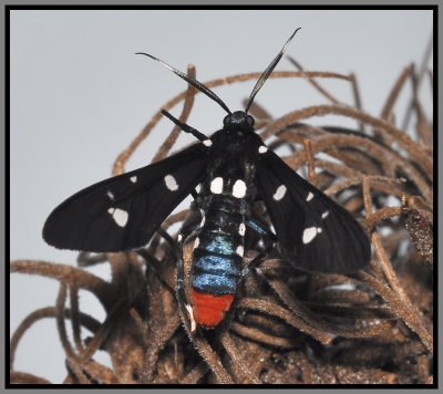 Polka-Dot Wasp Moth (Syntomeida epilais)