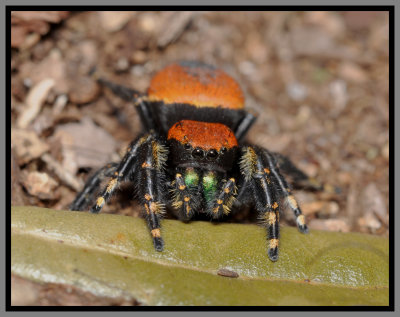 Apache Jumper Spider (Phidippus apacheanus)