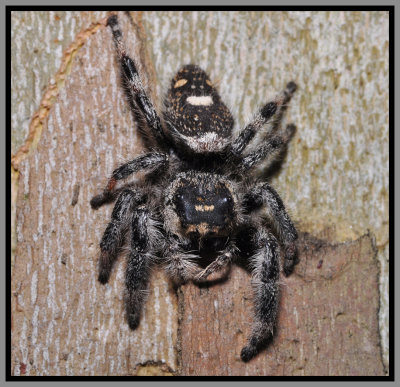 Regal Jumping Spider (Phidippus regius)