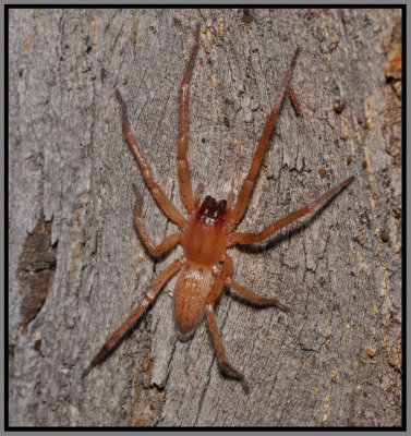 Ghost Spider (Family Anyphaenidae)