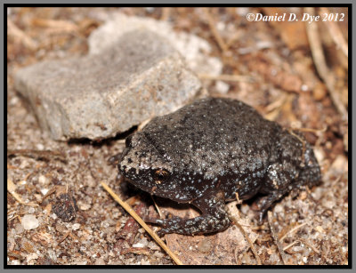 Eastern Narrowmouth Toad (Gastrophryne carolinensis)