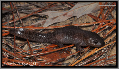 Mole Salamander (Ambystoma talpoideum)