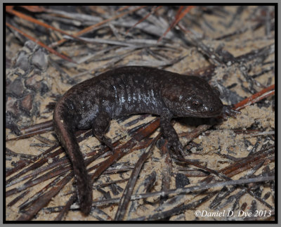 Mole Salamander (Ambystoma talpoideum)