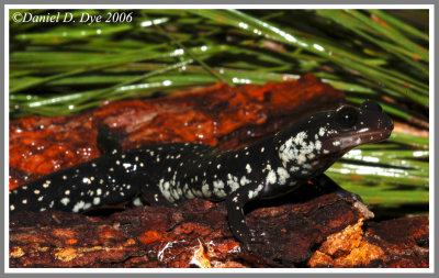 Slimy Salamander (Plethodon grobmani)