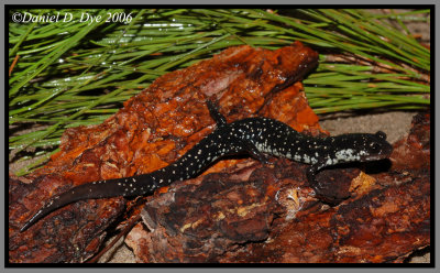 Slimy salamander (Plethodon grobmani)