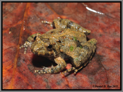 Northern Cricket Frog (Acris crepitans)