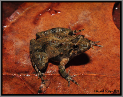 Northern Cricket Frog (Acris crepitans)