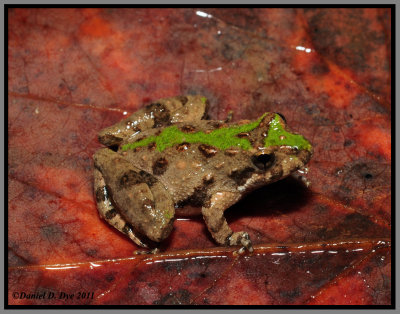 Northern Cricket Frog (Acris crepitans)