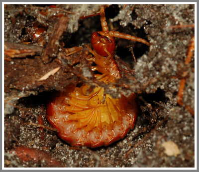 Tropical Centipede Female with Eggs (Scolopocryptops sexspinosus)