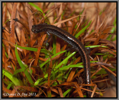 Dwarf Salamander (Eurycea quadridigitata)