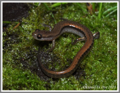 Dwarf Salamander (Eurycea quadridigitata)