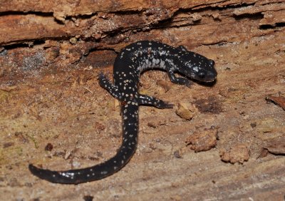 Slimy Salamander (Plethodon grobmani)