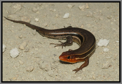 Five-lined Skink (Eumeces fasciatus)