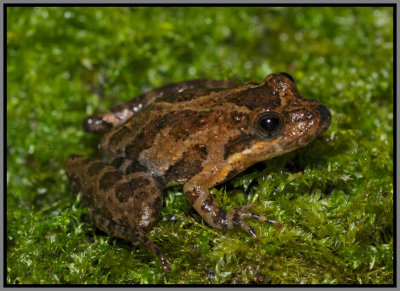 Southern Cricket Frog (Acris gryllus gryllus)