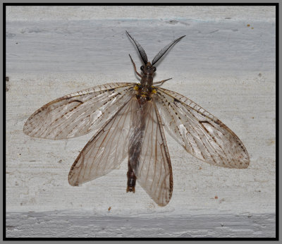 Spring Fish Fly (Chauliodes rastricornis)