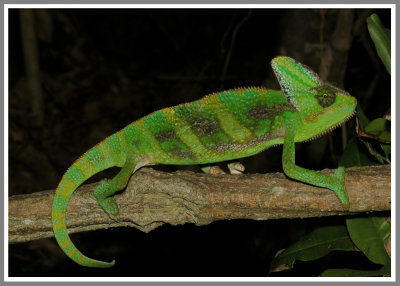 Veiled Chameleon (Chamaeleo calyptratus)