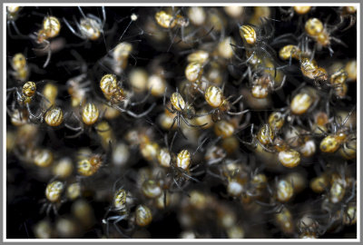 Spider Nursery