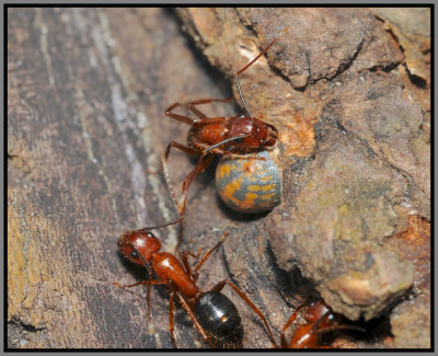 Florida Carpenter Ant (Camponotus floridanus) feeding on Tuliptree Scale (Toumeyella liriodendri) Honeydew