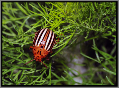 False Potato Beetle (Leptinotarsa juncta)