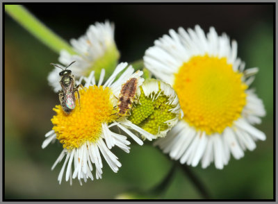 Lacewing larvae and small unidentified bee