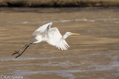 Great Egret Take-off