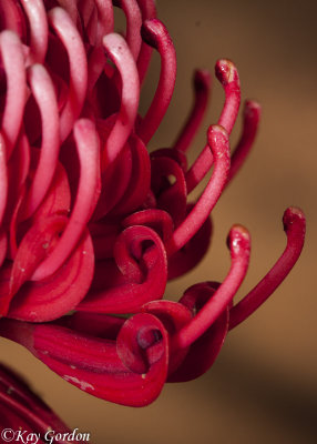 Up close and personal with a waratah flower