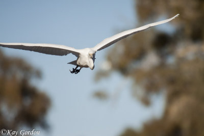 Coming in to Land