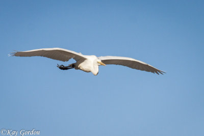 The Fly Past