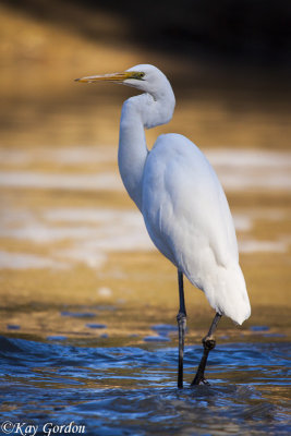 Portrait of a Great Egret