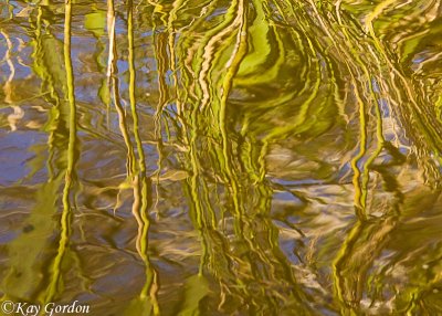 Reed Reflections