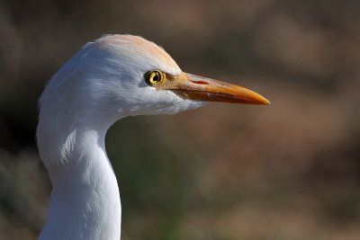 Cattle Egret