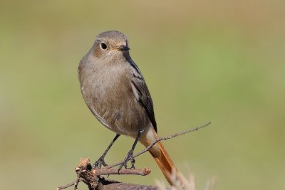 Black Redstart (Female)
