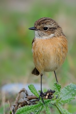 Stonechat (female)