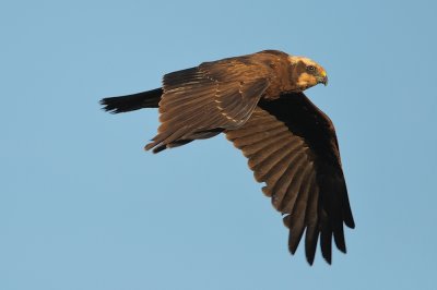 MARSH HARRIER