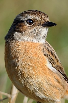 Stonechat (female) 