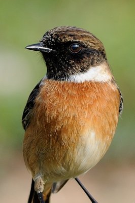 Stonechat (male) 