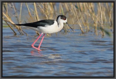 Black - winged Stilt