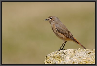 Redstart (female)