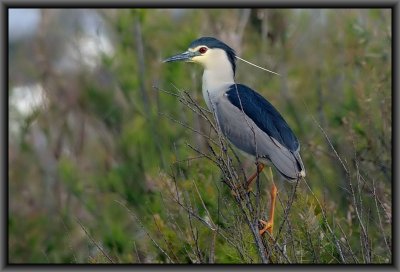 Night Heron