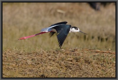 Black - winged Stilt