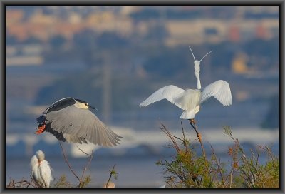 Night Heron and Little Egret