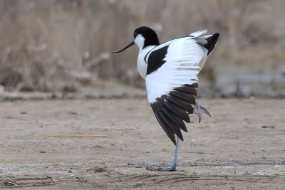 Avocet