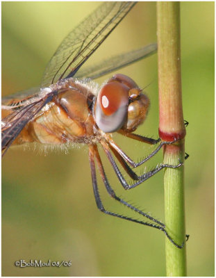 Red Saddlebags - PA STATE RECORD