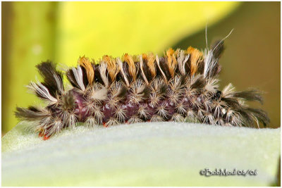 Milkweed Tussock Moth Caterpillar Euchaetes egle #8238