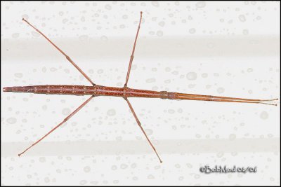  Northern Walking Stick-Female likely