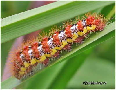 Smeared Dagger Moth Caterpillar Acronicta oblinita #9272